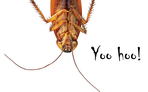 Cockroach greeting